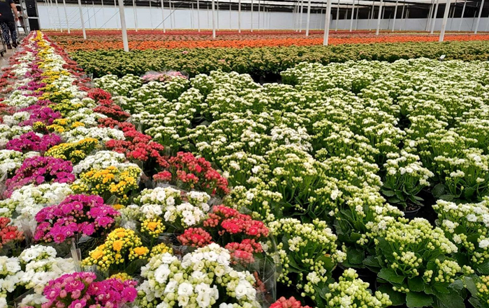 Produção de Kalanchoe-Grupo Swart-Foto cedida pelo produtor-divulgação-editado-png