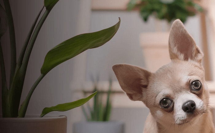 divulgação-editado-site