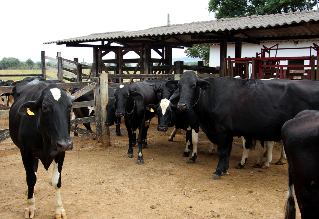 0 – FOTO ABRE – IMG_9015 – Gado – Copia