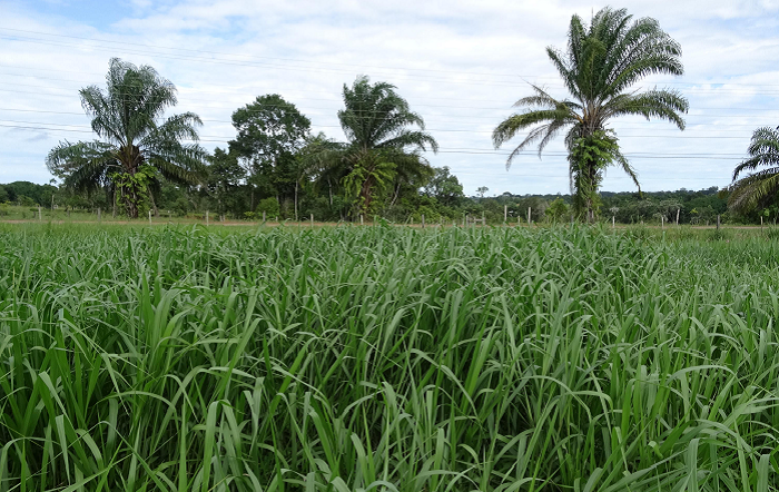 Credito–Judson-Ferreira-Valentim-Embrapa-editado