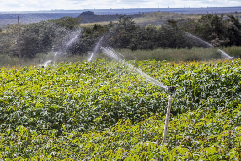 Plantio irrigado de mandioca na Embrapa Cerrados. Foto: Fabiano Bastos/Embrapa