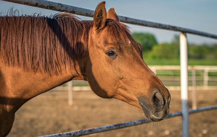 Crédito_Divulgação Ceva-site