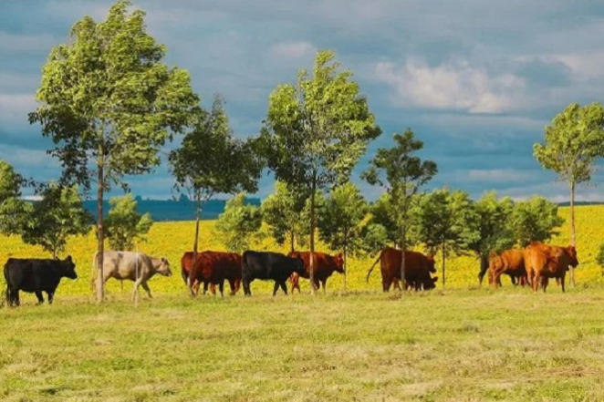 Foto-Gabriel Aquere-Embrapa Pecuária Sul-editado