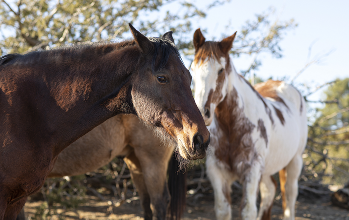 close-up-horse-nature-divulgação Ceva
