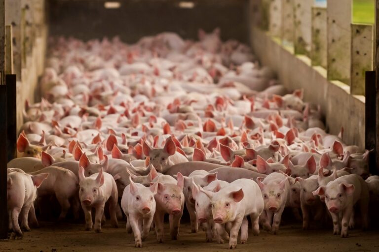 CREATOR: gd-jpeg v1.0 (using IJG JPEG v62), quality = 100