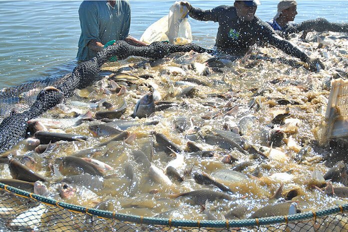 Foto: Sistema FAET/SENAR -TO (Divulgação)