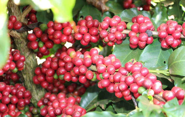 5 – Cafes Variedades Epamig2-site