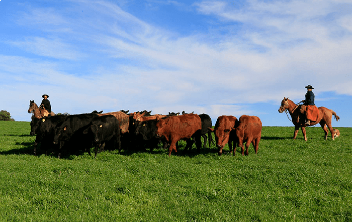 Foto_IdentidadeCarneGaúcha_Leonardo_Hostin-Embrapa-site