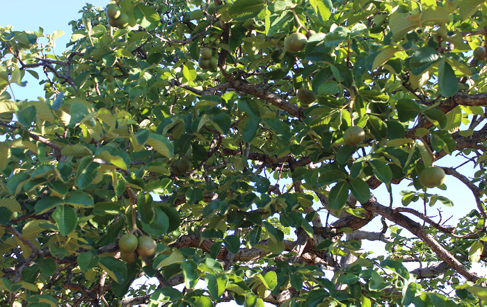 Pequizeiro – FOTO ASCOM EPAMIG-site