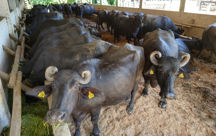 Pesquisa do IZ viabiliza sustentabilidade ambiental_Nelcio_Alexandra_Lis_divulgação-site