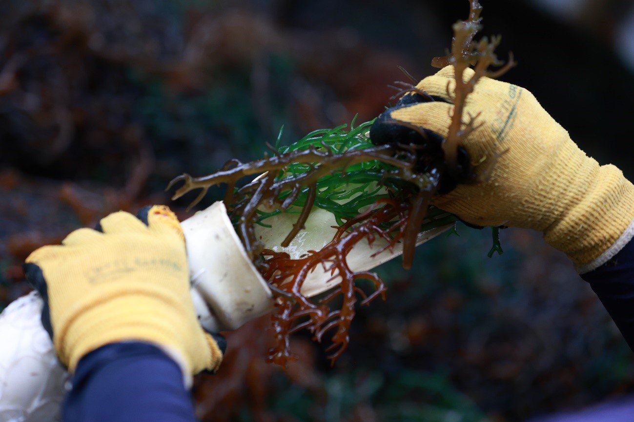 alga-kappaphyrus-alvarezii-usada-na-agricultura-nacional