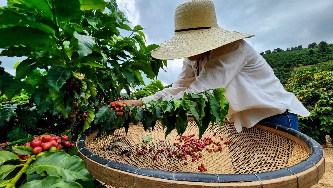 0 – FOTO ABRE – Colheita café – Copia