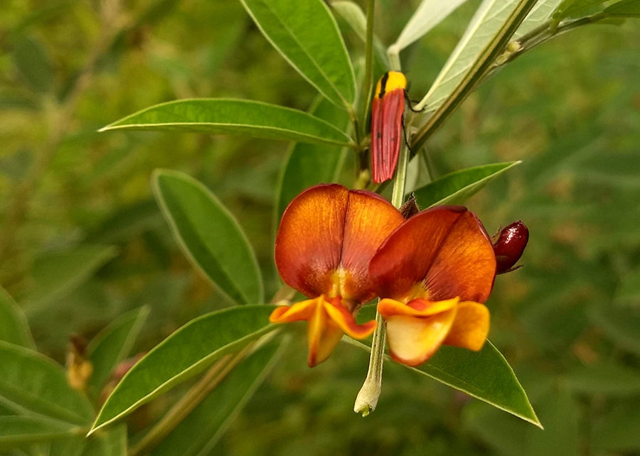 0 – FOTO ABRE -Feijão guandu cv Super N embrapaarticle (13) – Copia