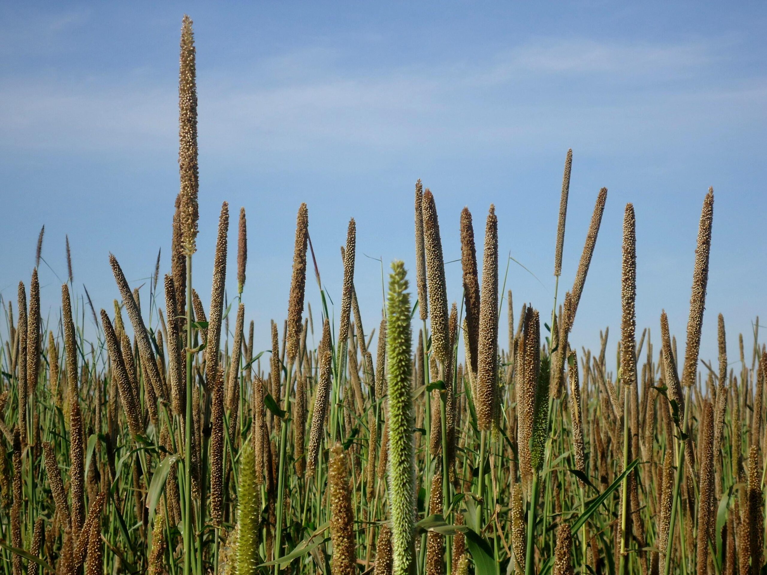 0 – FOTO ABRE – Milheto Clenio Araújo Embraap040o – Copia