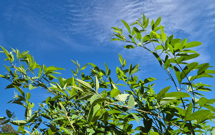 Guandu3-divulgação