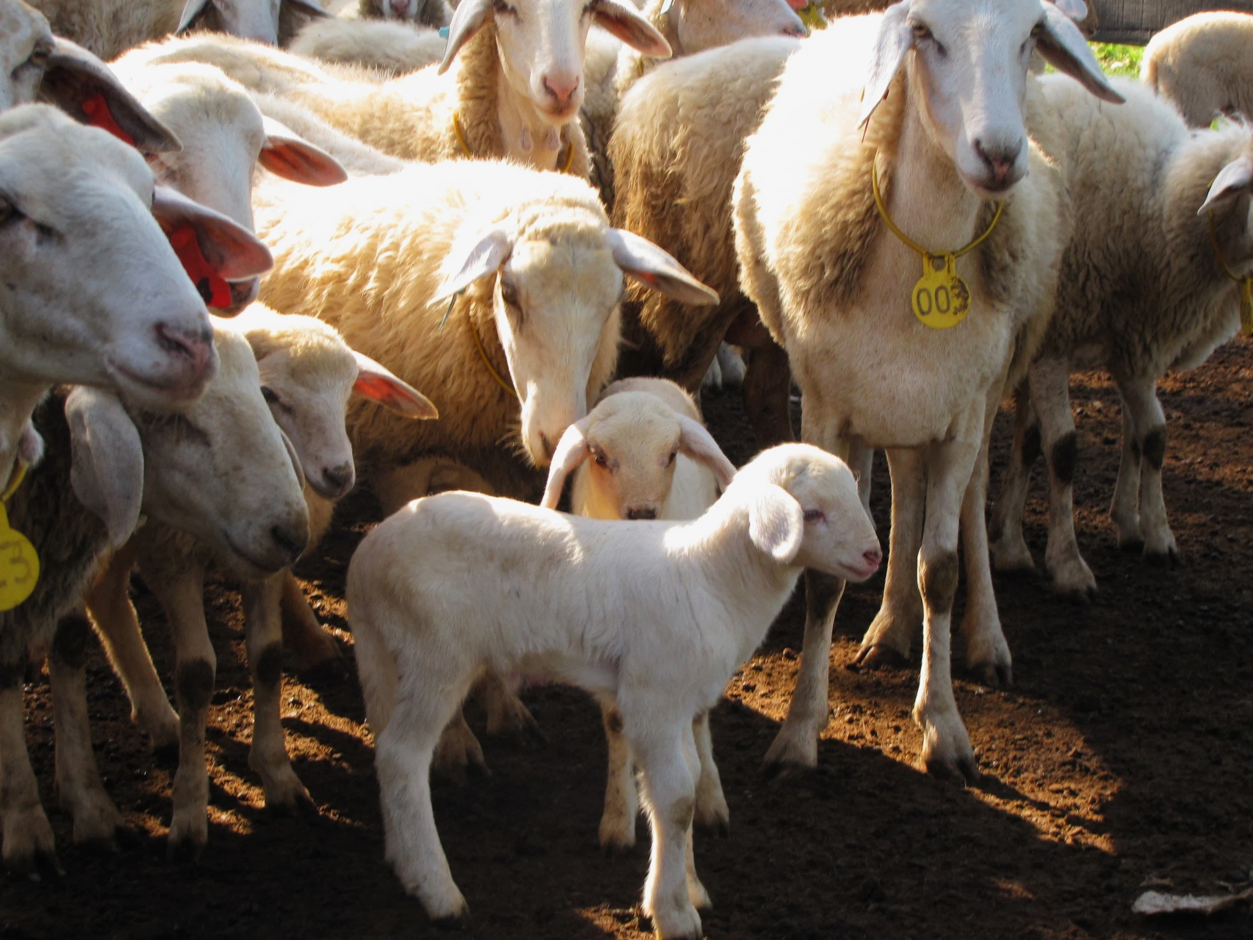 0 – FOTO ABRE – RaquelBrunelli_Nhumirin_ovino2-scaled – Copia (1)