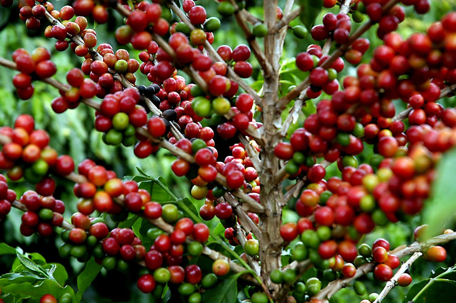0 FOTO ABRE – plantacao-de-cafe-Agencia FPA Frente Parlamentar da Agropecuária – Copia