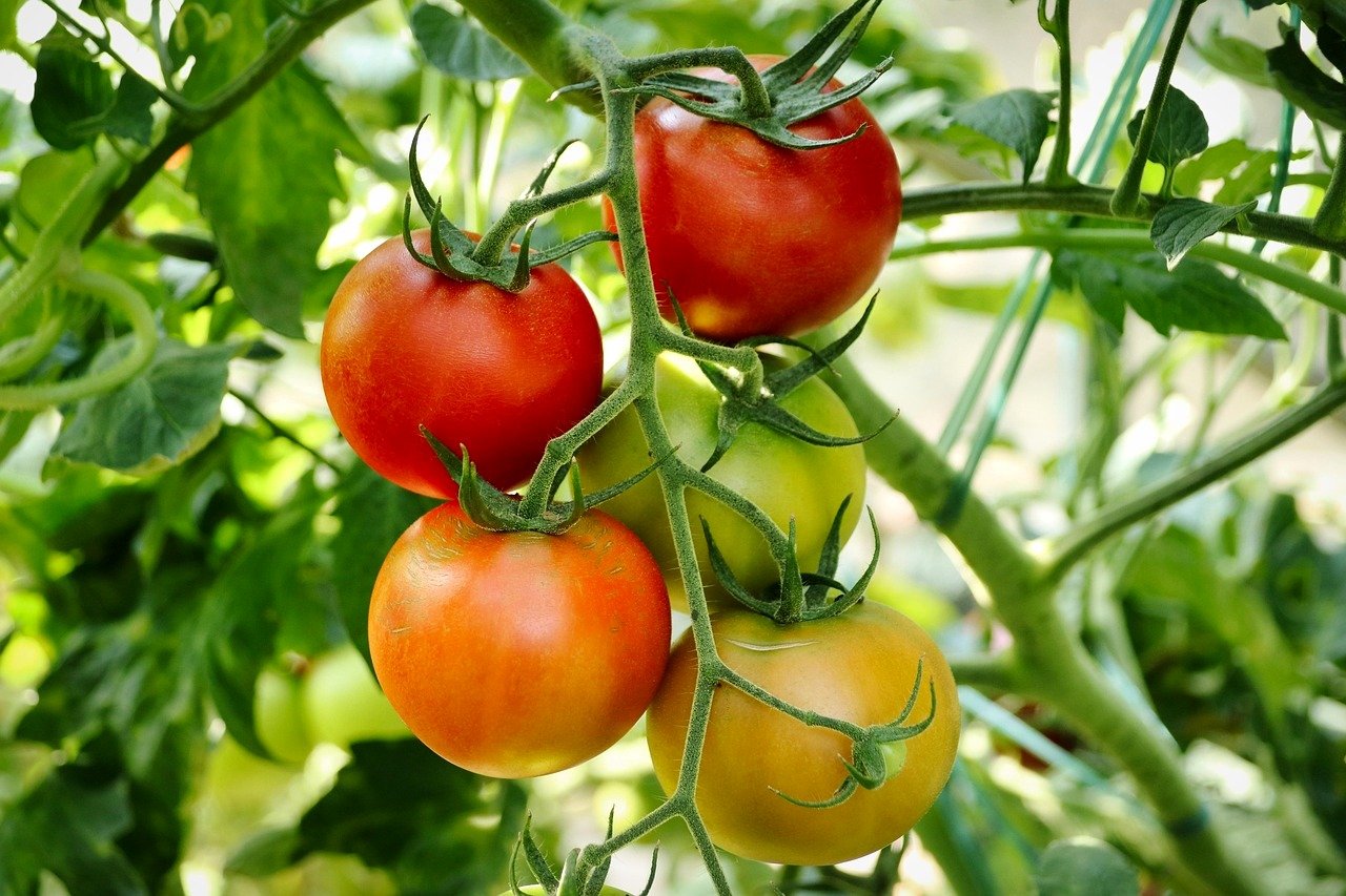 0 – FOTO ABRE – tomatoes-6PIXABAY 2_1280 – Copia