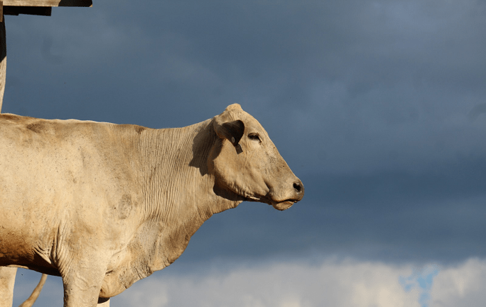 Bovino Credito – Maria Teresa Leal-site