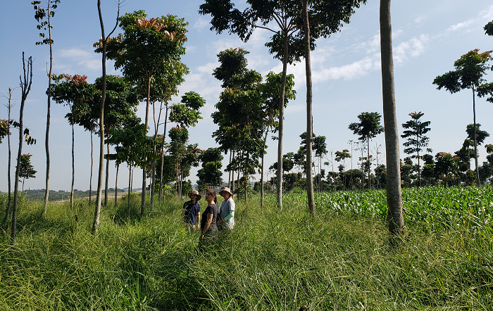 Foto-Sandra Furlan-Embrapa-editado