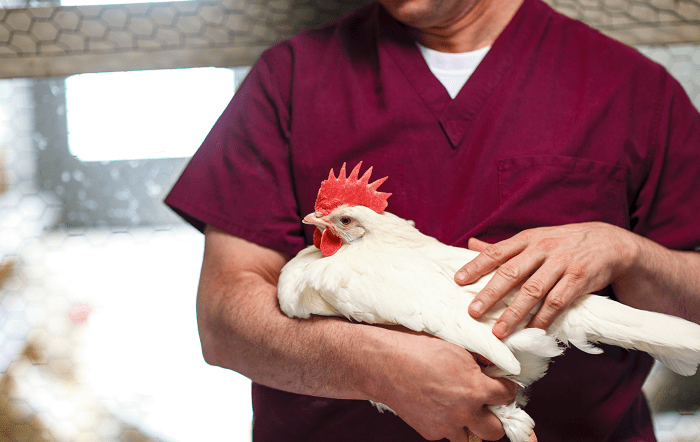 Gripe Aviária – Imagem 3 – editado