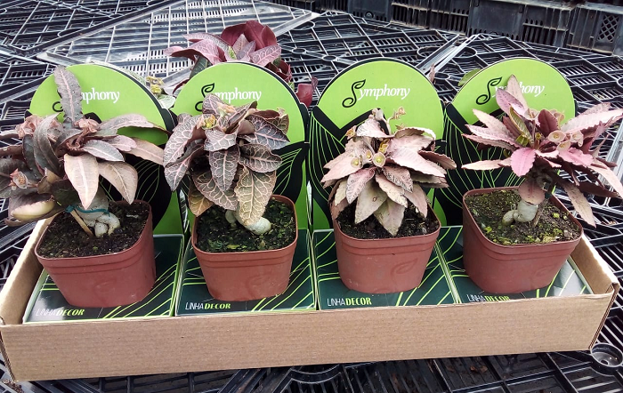 Symphony_bonsaieuphorbia-editado