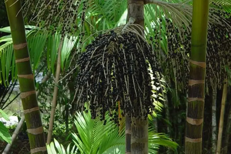 acaizeiro_embrapa_giorgio_venturieri