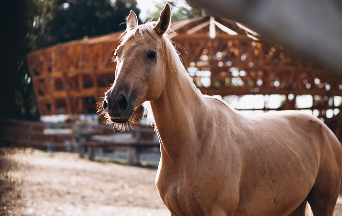 brown-horse-ranch-Freepik-divulgação