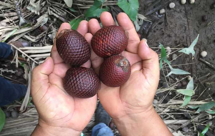 buriti – Divulgação Conab