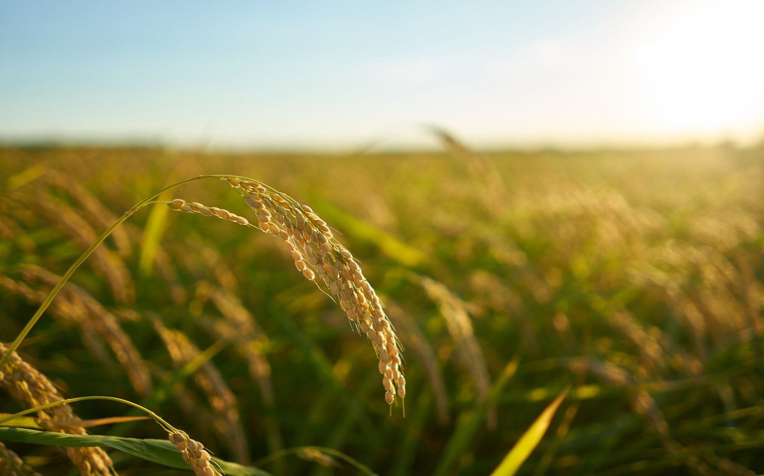 Closeup shot of rice plant at sunset in Valencia, with the plantation in the background
