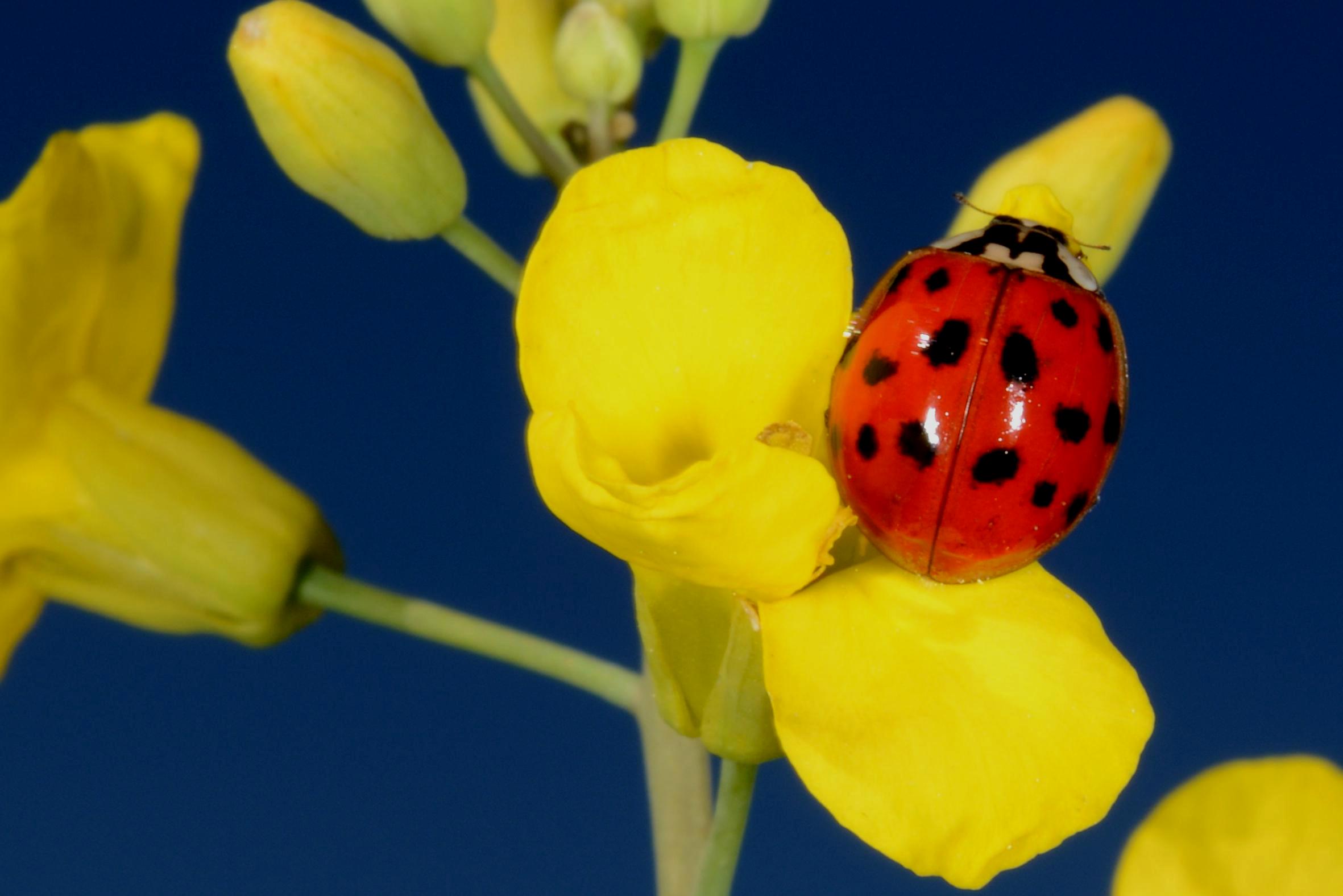 0 – FOTO ABRE – Foto Paulo Roberto Pereira EMBRAPA – Copia
