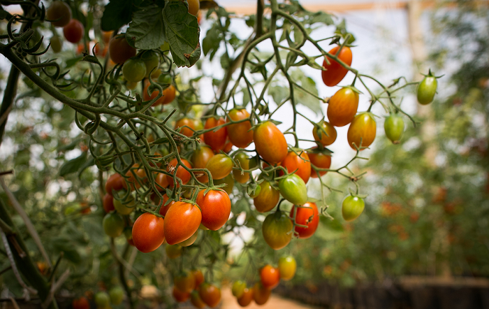BRQ-Pragas-e-doencas-comprometem-a-producao-de-tomates-e-exigem-controle-biologico-eficaz-credito-Foto-Wenderson-Araujo-CNA-Brasil-editado