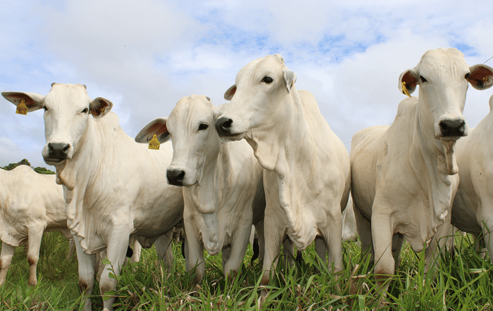 cow-farm-pasture-bull-divulgação
