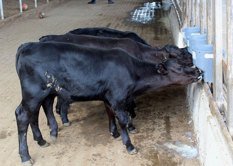 0 – FOTO ABRE -Bezerros geneticamente editados Embrapa – Copia