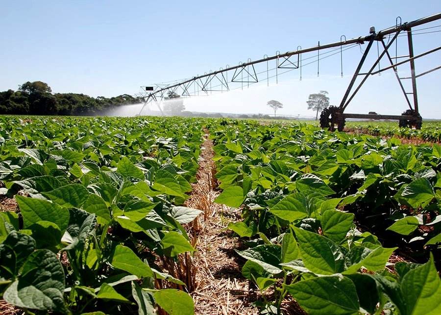 Feijão em Plantio Direto