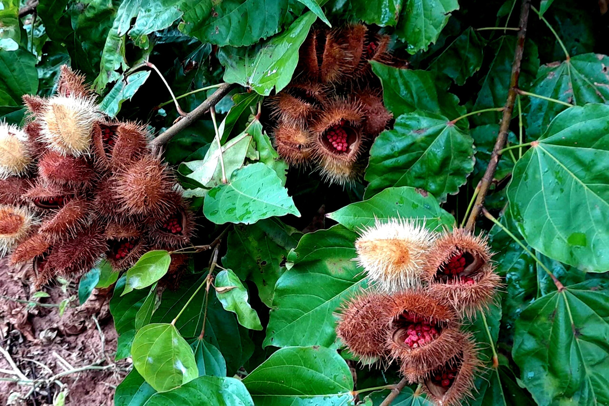 0 – FOTO ABRE -Urucum_Paranacity Ft Ag Estadual de Notícias – Copia