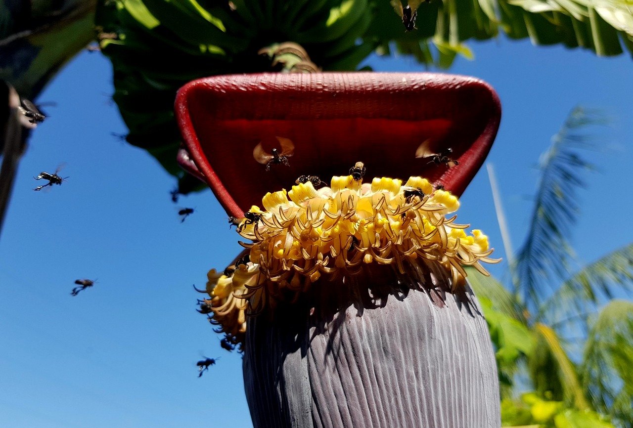 0 – FOTO ABRE – stingless-bees-630740PIXABAY 0 – Copia