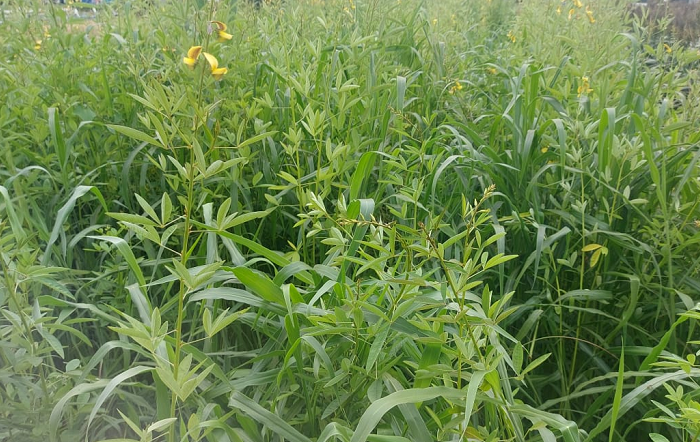 Crotalária com gramínea-editado