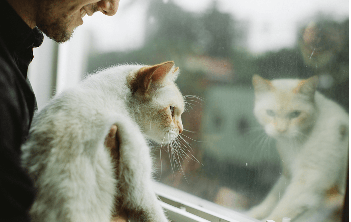 Mesmo-em-espacos-reduzidos-e-possivel-promover-saude-fisica-e-mental-para-caes-e-gatos.Foto-Melvin-Quaresma-editado