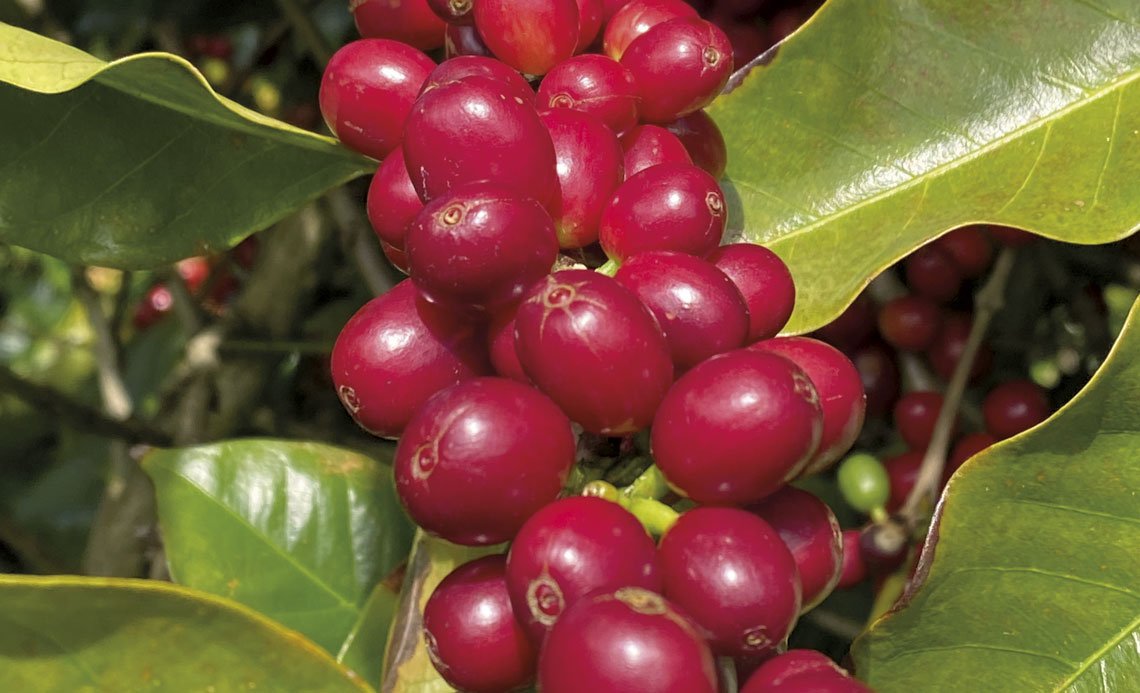 RPF-cafe-paraiba-fruto-2025-04-1140