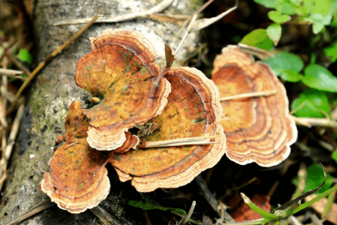 fungos-tronco-arvore-freepik-divulgação