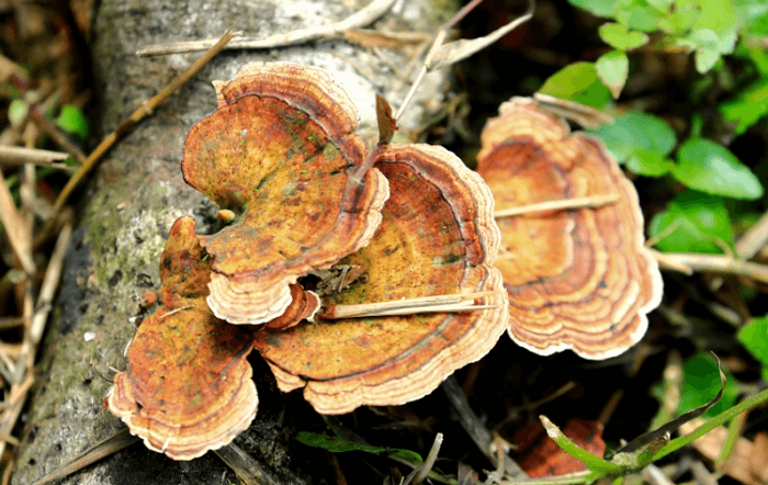 fungos-tronco-arvore-freepik-divulgação