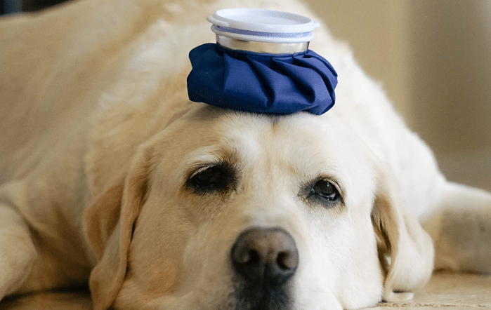 sick-dog-with-an-ice-pack-on-his-head-editado