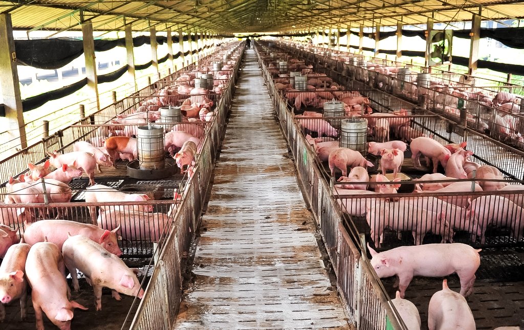 0 – FOTO ABRE -suinos2 FOTO CNA BRASIL – Copia