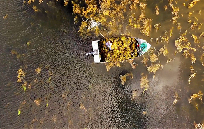 ACADIAN-BRASIL-Bioestimulantes-a-base-de-algas-sao-aliados-estrategicos-para-a-fruticultura-Foto-Divulgacao-editado