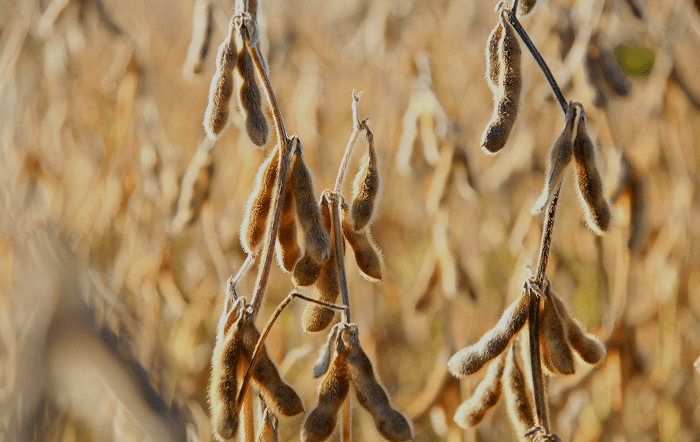 BRQ-Solos-ricos-em-micronutrientes-elevam-producao-e-qualidade-da-soja-credito-imagem-Jan-den-Ouden-Pixabay-editado