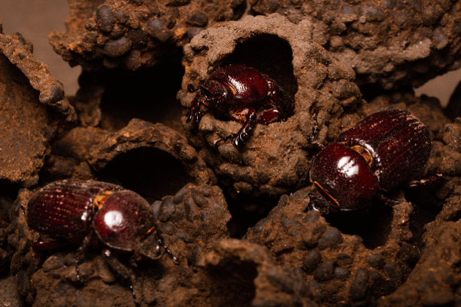 Besouros do gênero Actinobolus provocam mudanças na estrutura interna de cupinzeiros do Cerrado. Foto-Luis Felipe Carvalho de Lima-editado