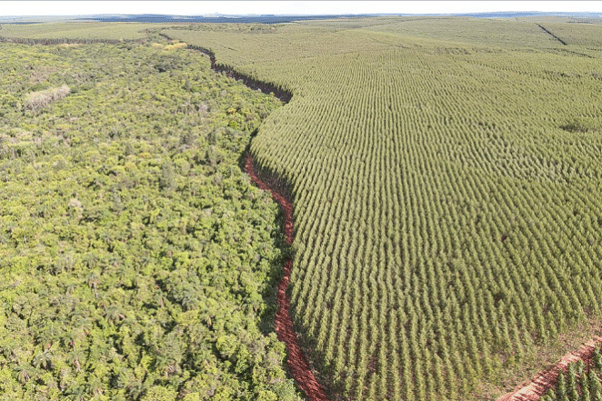 Foto-003-2025–Florestar-editado