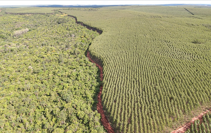 Foto-003-2025–Florestar-editado