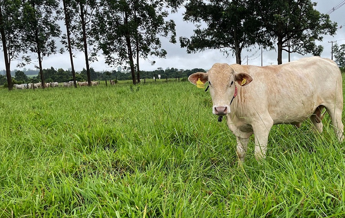 Foto-Gisele Rosso-capa-editado